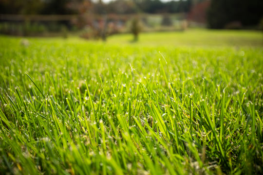 NaturalGreen lawn grass closup