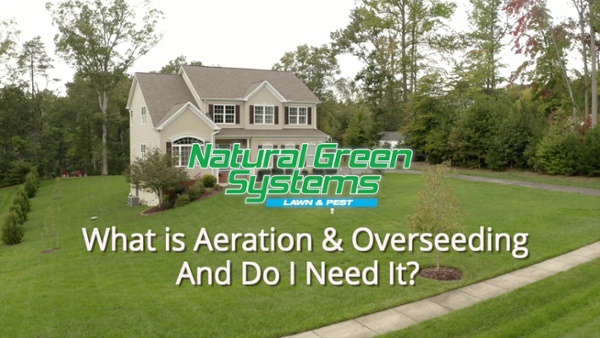 Does Lawn Aeration &amp; Seeding Work? Answers for Maryland Homeowners